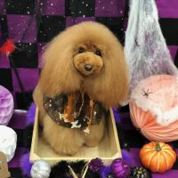 【池下店】2018年10月18日のワンちゃん達♪