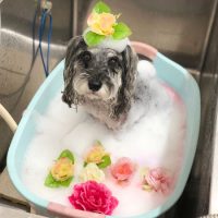 【池下店】2018年10月19日のワンちゃん達♪