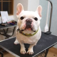 【池下店】2018年10月28日のワンちゃん達♪