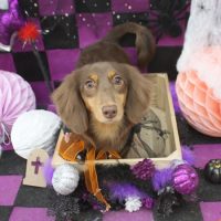 【池下店】2018年10月29日のワンちゃん達♪