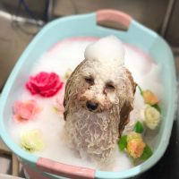 【池下店】2018年10月21日のワンちゃん達♪