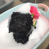 【池下店】2018年10月22日のワンちゃん達♪