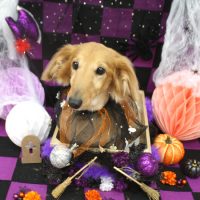 【池下店】2018年10月1日のワンちゃん達♪