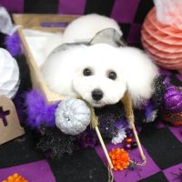 【池下店】2018年10月4日のワンちゃん達♪