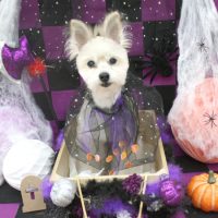 【池下店】2018年10月5日のワンちゃん達♪