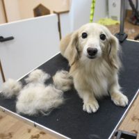 【池下店】2018年10月6日のワンちゃん達♪