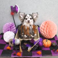 【池下店】2018年10月7日のワンちゃん達♪