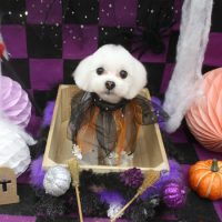 【池下店】2018年10月8日のワンちゃん達♪