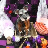 【池下店】2018年10月10日のワンちゃん達♪