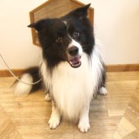 【池下店】2018年10月13日のワンちゃん達♪