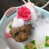 【池下店】2018年10月14日のワンちゃん達♪