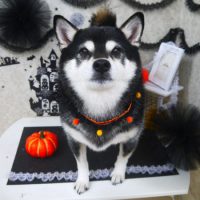 【山手店】2018年10月1日のワンちゃん達♪