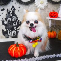 【山手店】2018年10月4日のワンちゃん達♪