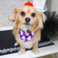 【山手店】2018年10月5日のワンちゃん達♪