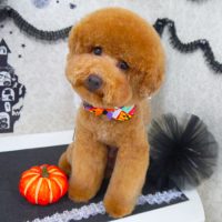 【山手店】2018年10月06日のワンちゃん達♪