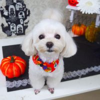 【山手店】2018年10月7日のワンちゃん達♪