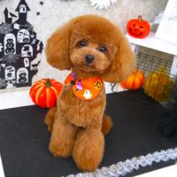 【山手店】2018年10月8日のワンちゃん達♪