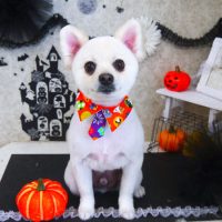 【山手店】2018年10月10日のワンちゃん達♪