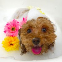 【山手店】2018年10月11日のワンちゃん達♪