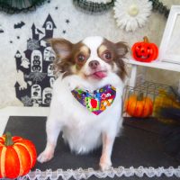 【山手店】2018年10月12日のワンちゃん達♪