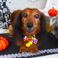 【山手店】2018年10月13日のワンちゃん達♪