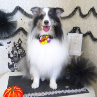 【山手店】2018年10月14日のワンちゃん達♪