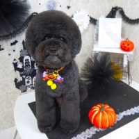 【山手店】2018年10月15日のワンちゃん達♪