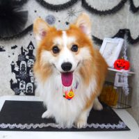 【山手店】2018年10月18日のワンちゃん達♪