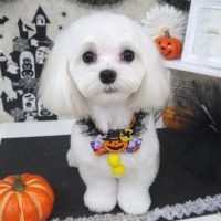 【山手店】2018年10月19日のワンちゃん達♪