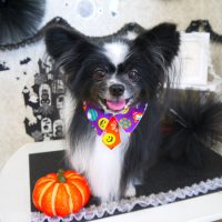 【山手店】2018年10月20日のワンちゃん達♪