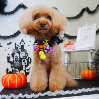 【山手店】2018年10月21日のワンちゃん達♪