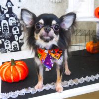 【山手店】2018年10月22日のワンちゃん達♪