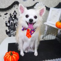 【山手店】2018年10月24日のワンちゃん達♪