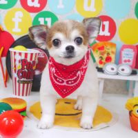 【山手店】2018年10月26日のワンちゃん達♪