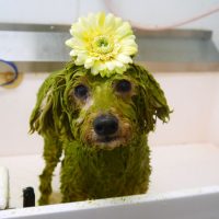 【山手店】2018年10月28日のワンちゃん達♪