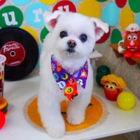 【山手店】2018年10月29日のワンちゃん達♪