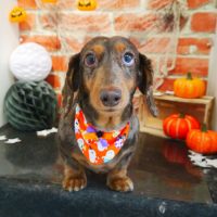 【本店】2018年10月1日のワンちゃん達♪