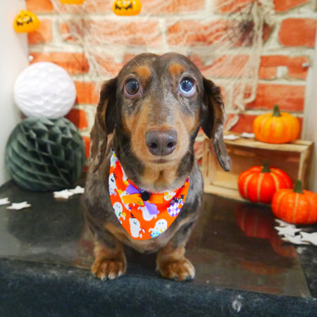 【本店】2018年10月1日のワンちゃん達♪