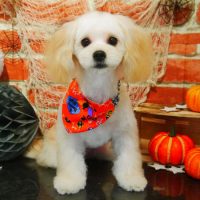 【本店】2018年10月3日のワンちゃん達♪