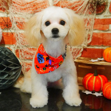 【本店】2018年10月3日のワンちゃん達♪