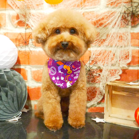 【本店】2018年10月04日のワンちゃん達♪