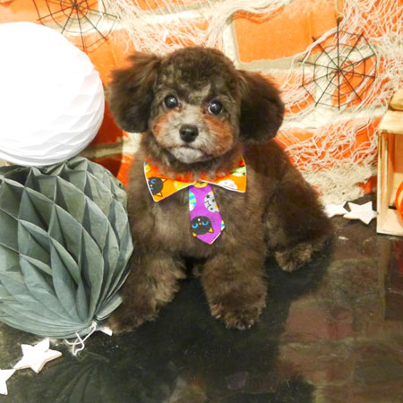 【本店】2018年10月05日のワンちゃん達♪