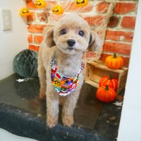 【本店】2018年10月06日のワンちゃん達♪