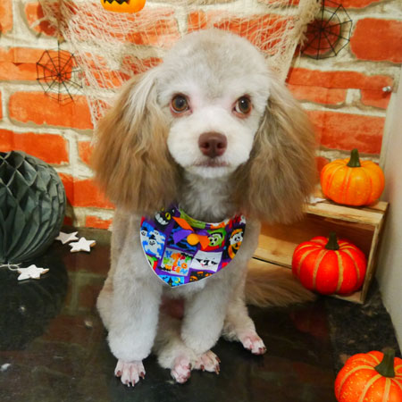 【本店】2018年10月7日のワンちゃん達♪