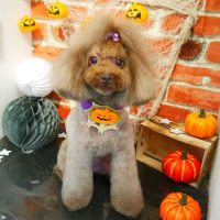 【本店】2018年10月8日のワンちゃん達♪