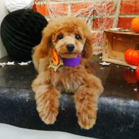 【本店】2018年10月10日のワンちゃん達♪