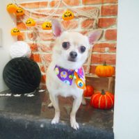 【本店】2018年10月11日のワンちゃん達♪