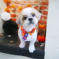 【本店】2018年10月12日のワンちゃん達♪