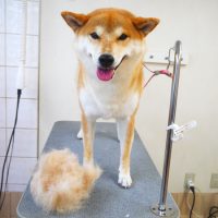 【本店】2018年10月14日のワンちゃん達♪