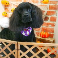 【本店】2018年10月15日のワンちゃん達♪